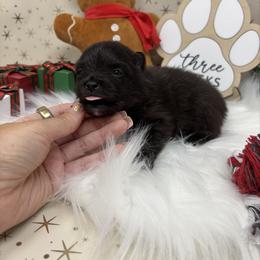 Jelly Bean - Black parti male Pomeranian puppy in Concord, California from Eelan’s Poms