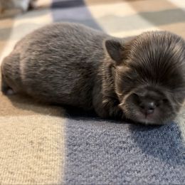 2700 male blue long coat - Blue and tan male Chihuahua puppy in Strawberry, Arkansas from Strawberry River Chihuahuas