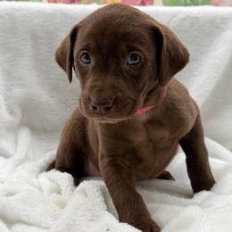 Light pink - Chocolate female Labrador Retriever puppy in Heath Springs, South Carolina from Rich Hill Retrievers