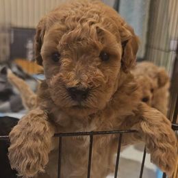 Assorted Doodle Crosses and Poodle Puppies from Adorable Puppy Poodles