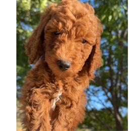 Assorted Doodle Crosses, Goldendoodle, Labradoodle, and Poodle Puppies from Ruff Country Doodles