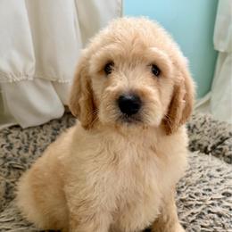 Sunny - Cream male Goldendoodle puppy in Pensacola, Florida from Goldendoodles Love You in Pensacola Friend Edition