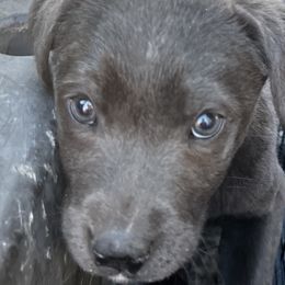 Dilute Retrievers and Labrador Retrievers from B and B Riverbottom Kennel