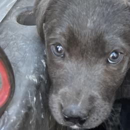 Dilute Retrievers and Labrador Retrievers from B and B Riverbottom Kennel