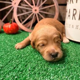 Annabelle dark pink collar - Red  female Goldendoodle puppy in Atco, New Jersey from Flannery’s lucky puppies 🍀