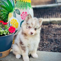 Bora (Pet Only Contract) - Merle female Pomsky puppy in Greenville, South Carolina from Thicketty Mountain Pomskies