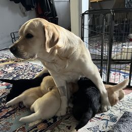 Rider - Labrador Retriever