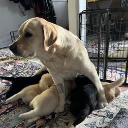 Rider - Labrador Retriever