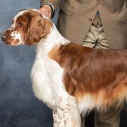 Flyer - Welsh Springer Spaniel