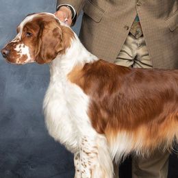 Flyer - Welsh Springer Spaniel