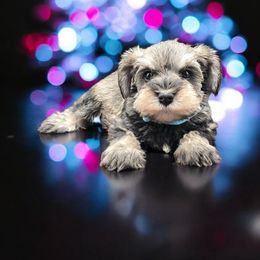 Aqua - Salt and pepper female Miniature Schnauzer puppy in Houston, Texas from Haughton Farm