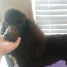 Poodles from Karalot Kennels