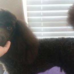 Poodles from Karalot Kennels