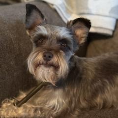Miniature Schnauzers from Devon Dunlap