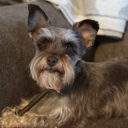 Miniature Schnauzers from Devon Dunlap