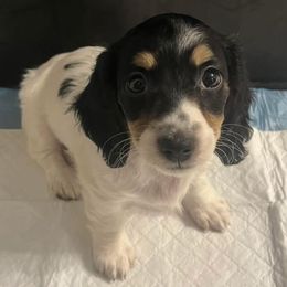 Dachshund Puppies from Logan’s Dashing Dachshunds