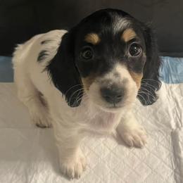 Dachshund Puppies from Logan’s Dashing Dachshunds