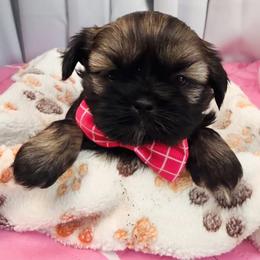Kansas - Black and tan female Shih Tzu puppy in Orange, California from Shih Tzu Hauz