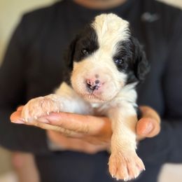 Pink girl - Black and white female Sheepadoodle puppy in Riverside, California from Downtown Doodles & Frenchies