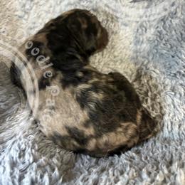 Bernedoodle, Goldendoodle, and Sheepadoodle Puppies from The Texas Doodle Patch