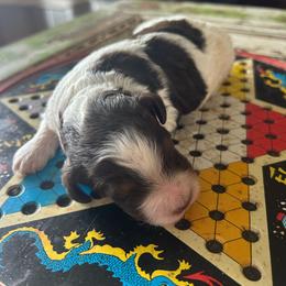Twix - Brown and white male Bernedoodle puppy in Arabi, Georgia from Huckadoodle Farm