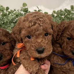 Goldendoodles from Idaho Mini Doodles