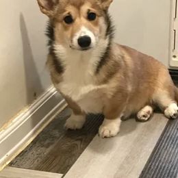 Cardigan Welsh Corgi and Pembroke Welsh Corgi All Grown Up from Dream Giver Corgis