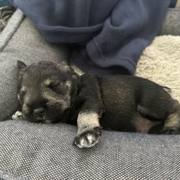 Miniature Schnauzer Puppies from Aria's Miniature Schnauzers