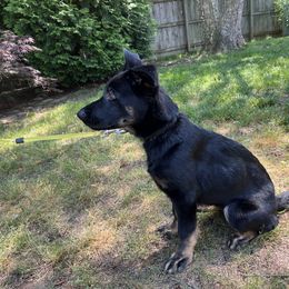 German Shepherd Puppies from Paws Of Germany