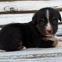 Roast - Black tri male Miniature Australian Shepherd puppy in Licking, Missouri from Burnett Aussies