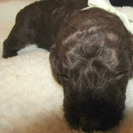 Goldendoodle and Poodle Puppies from David & Patricia Elliott