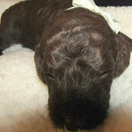 Goldendoodle and Poodle Puppies from David & Patricia Elliott