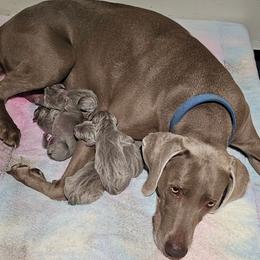 Girl 1 - Gray female Weimaraner puppy in Glendive, Montana from Lazy Hearts Kennel