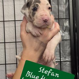 Stefan - Blue and white male Great Dane puppy in Longview, Texas from Lazy A Danes