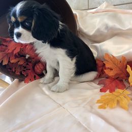 Cavalier King Charles Spaniel and Pembroke Welsh Corgi Puppies from Puppy PlayPen