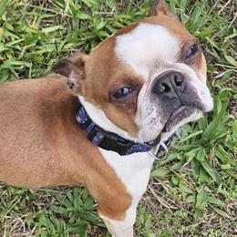 Boston Terriers from The Bostons of Twisted Anchor Farms