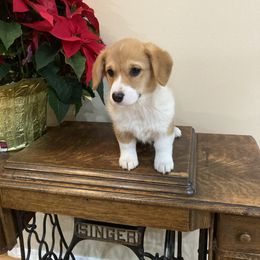 Pembroke Welsh Corgi Puppies from Whistling Wind Corgi’s