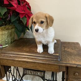 Pembroke Welsh Corgi Puppies from Whistling Wind Corgi’s