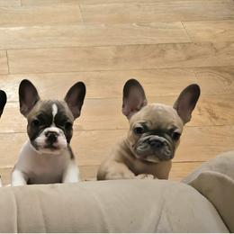 French Bulldog Puppies from Donna's French Bulldogs