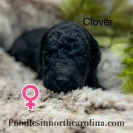 Clover - Silver female Poodle puppy in Greenville, North Carolina from Grace Poodles