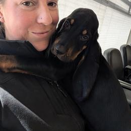 Black and Tan Coonhound Puppies from Jackman Kennels