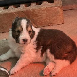 Dan Dan - Sable and white male Shetland Sheepdog puppy in Tulsa, Oklahoma from September Morning Shelties