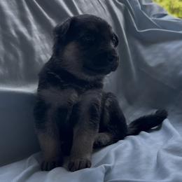 Harley - Black and tan male German Shepherd puppy in Perkasie, Pennsylvania from Twila Ruth Herot
