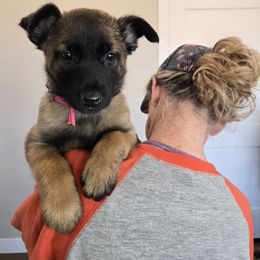 Hot Pink - Fawn Belgian Malinois puppy in Fredonia, Arizona from Zion Malinois