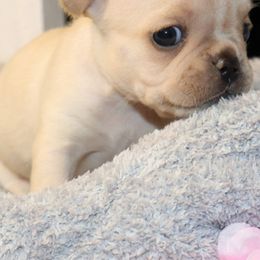 French Bulldogs from Jaime's sweet Frenchies