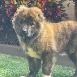 Boy 2 - Grizzle Caucasian Shepherd Dog puppy in Kapolei, Hawaii from Yiski-Hati Kennel