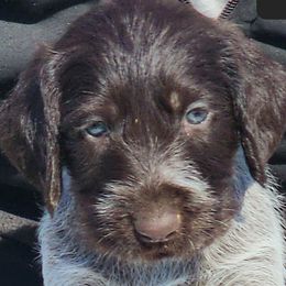 Trouble - Liver and white German Wirehaired Pointer puppy in Wellston, Ohio from Blue Line GWPs