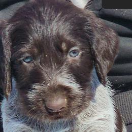 Trouble - Liver and white German Wirehaired Pointer puppy in Wellston, Ohio from Blue Line GWPs