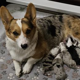 American Corgi puppies from GC Farms Corgis