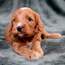 Willow - Red female Australian Labradoodle puppy in Stanwood, Washington from Victoria Creek Australian Labradoodles